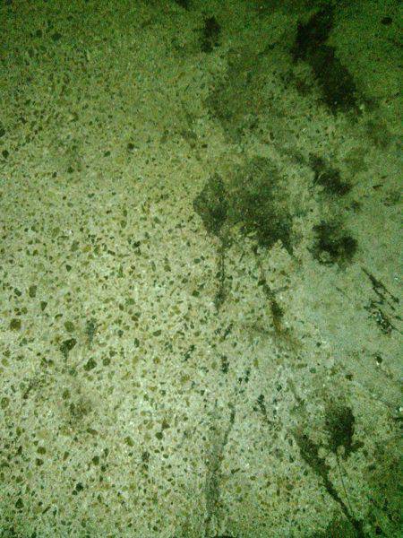 今年初ナイトエギング！